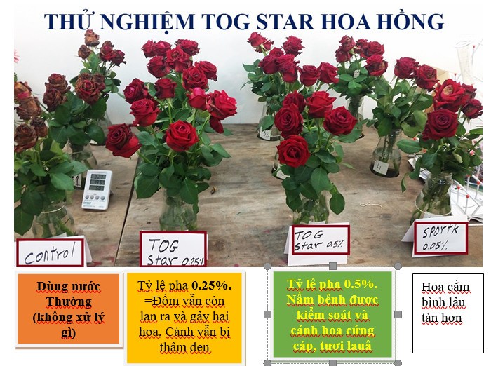 Thuốc Trị Bệnh Nấm Mốc Xám Hoa Hồng TOG Star