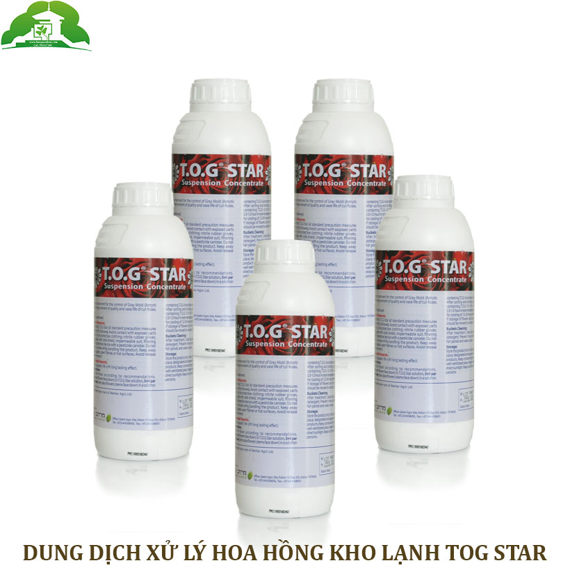 Xử Lý Hoa Hồng Bị Nấm Mốc Xám TOG Star 