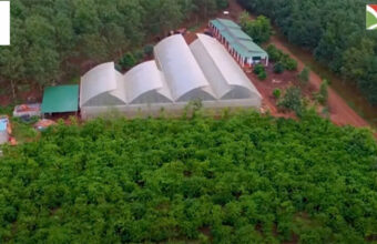 Bán đất rẫy cà phê huyện Ea H Leo daklak (tổng 10 hecta)