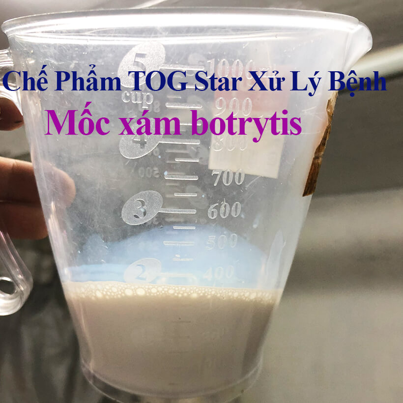 Thuốc Diệt Nấm Mốc Xám Hoa Hồng TOG Star