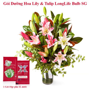 Thuốc Dưỡng Hoa Lily, Tulip Longlife Bulbs Màu Đỏ (5 gói)