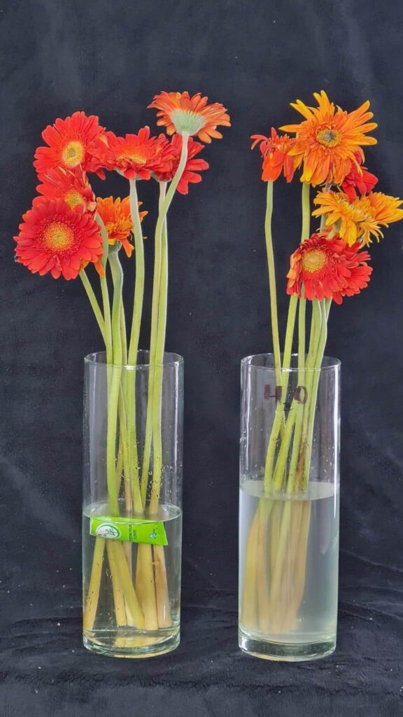 Thử nghiệm Thuốc Cắm Hoa Tươi Longlife 5gr (100 gói) nhập khẩu Israel