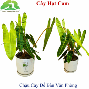 Chậu Trồng Cây Văn Phòng Để Bàn Trang Trí nhỏ (1 bộ)