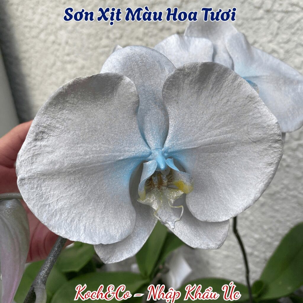 Sơn Xịt Hoa Tươi Úc Màu Bạc Silver Metal