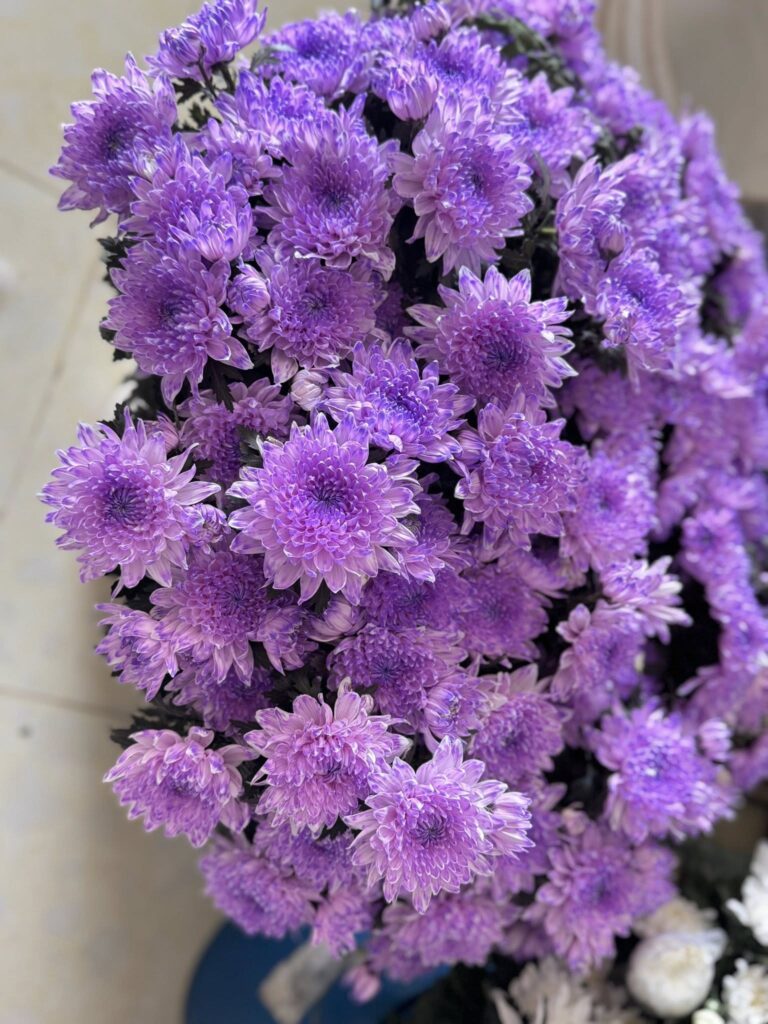 Nước Nhuộm Hoa Tươi Màu Tím Purple Pre 13