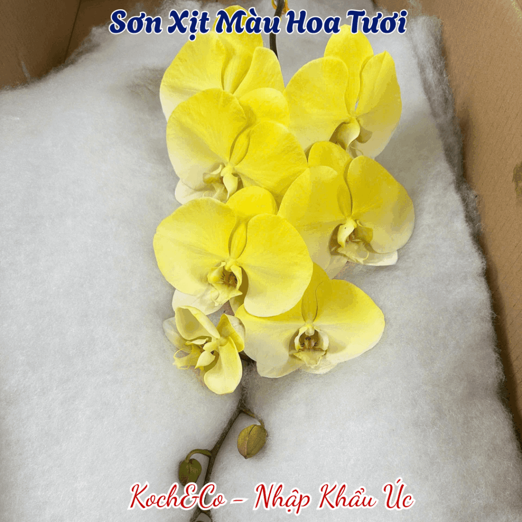 Sơn Xịt Hoa Tươi Nhập Khẩu Úc - Vàng Chanh Yellow 2502