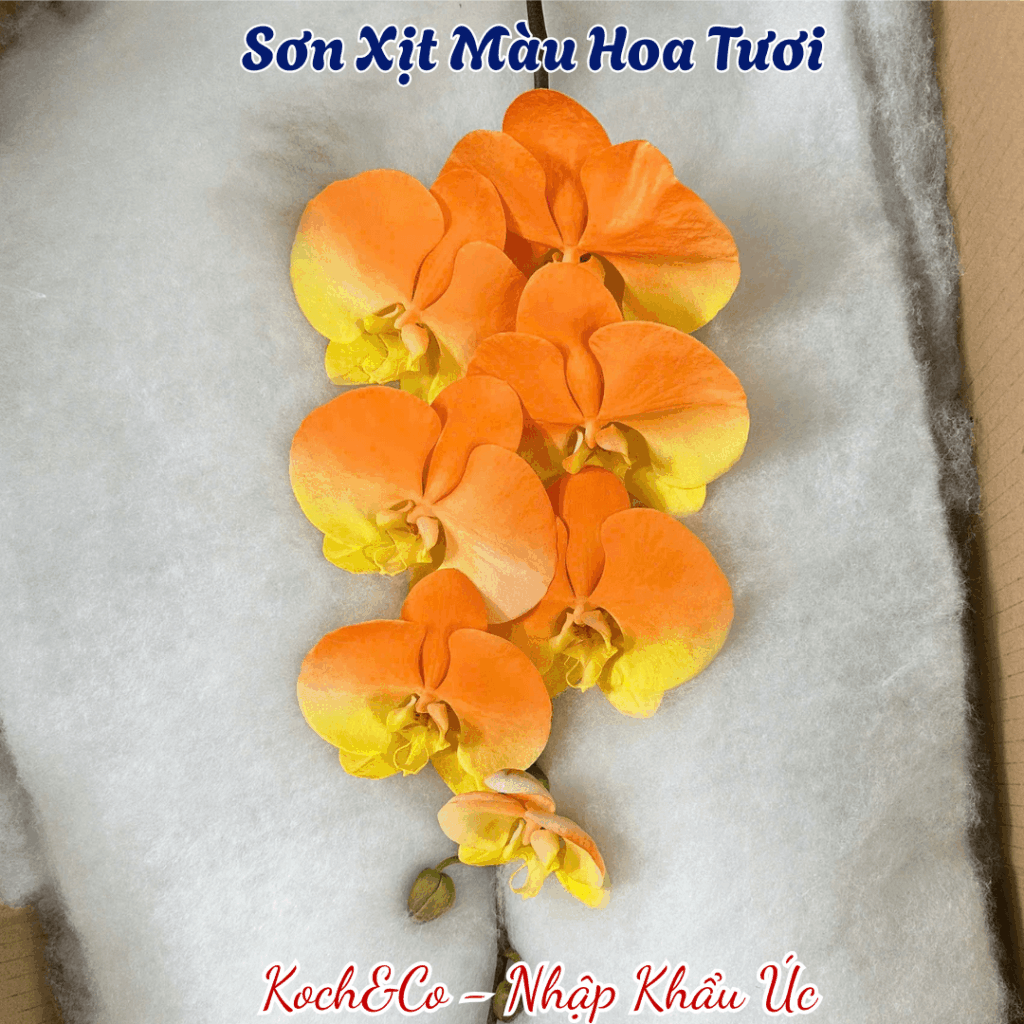 Sơn Xịt Hoa Tươi Nhập Khẩu Úc Màu Cam Tươi Orange 2503