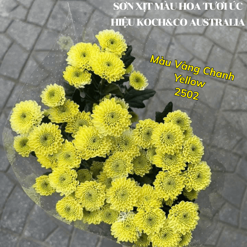 Sơn Xịt Màu Hoa Tươi Úc Vàng Chanh Yellow 2502