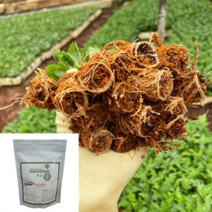 Nhân Giống Hoa Cúc Ra Rễ Nhanh Với Hormoril T3 trị nấm (500gr)