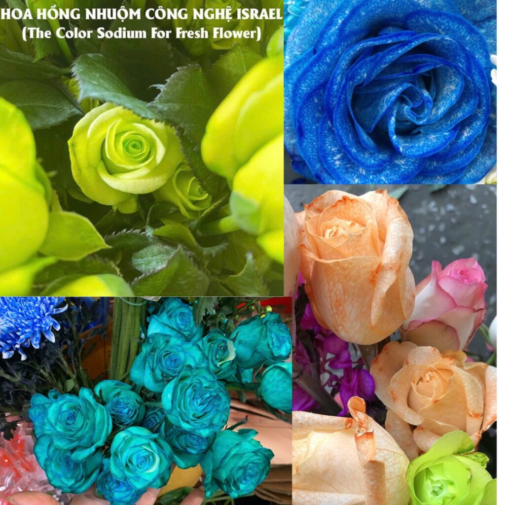 Nước Nhuộm Hoa Hồng Nhiều Màu