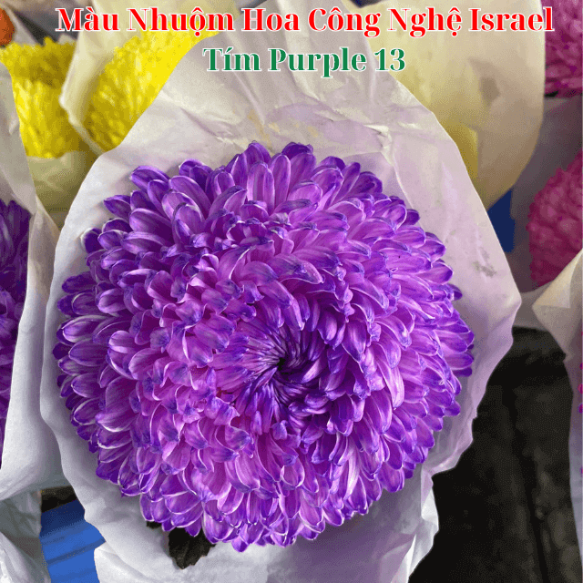 Nước Nhuộm Hoa Tươi Màu Tím Purple Pre 13