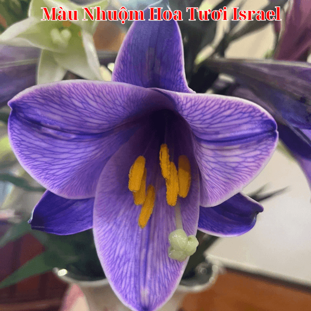 Nước Nhuộm Hoa Tươi Màu Tím Purple Pre 13