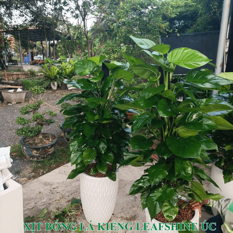 Bình Xịt Bóng Lá Kiểng Úc Leaf Shine Spray