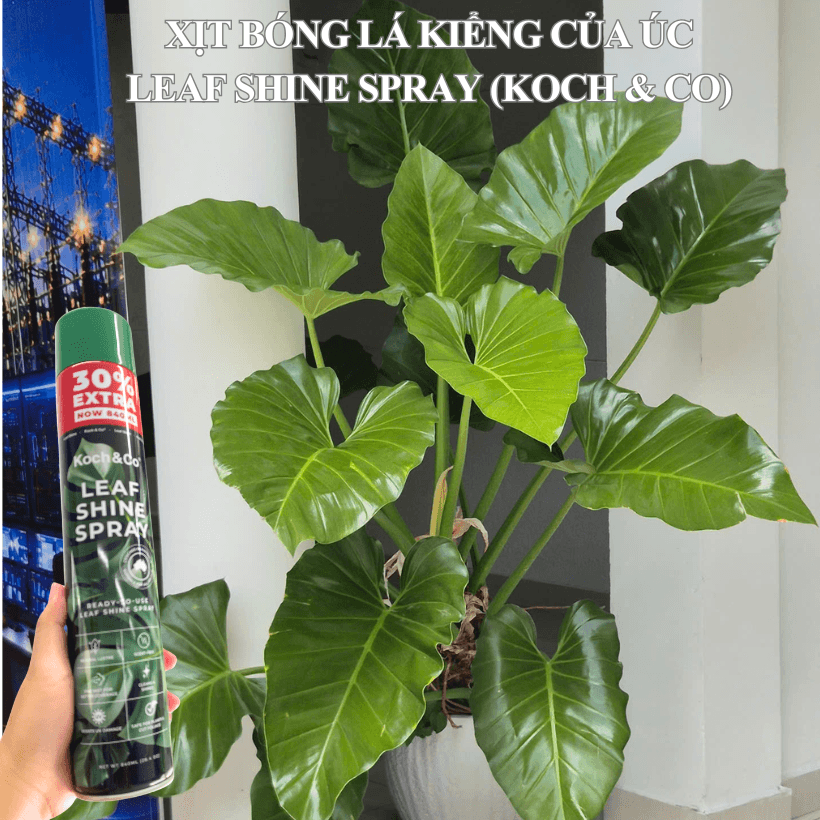Bình Xịt Bóng Lá Kiểng Úc Leaf Shine Spray