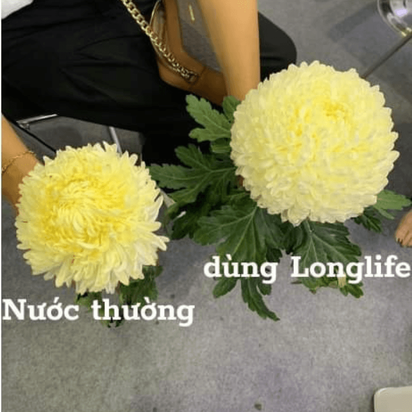 Bột Dưỡng Hoa LongLife SG Israel