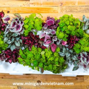 Chậu trồng cây treo tường văn phòng (Set 3 module +1 Tray nước)