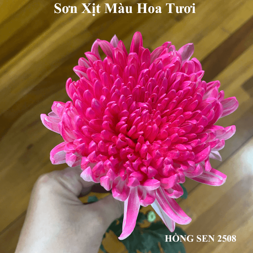 Sơn Xịt Hoa Tươi Úc Màu Hồng Sen Hot Pink 2508