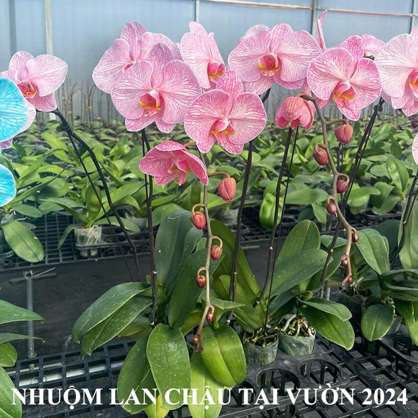 Thuốc Nhuộm Màu Hoa Lan Chậu