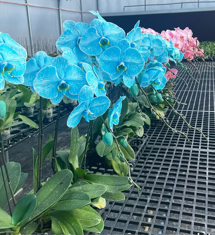 Thuốc Nhuộm Màu Hoa Lan Chậu