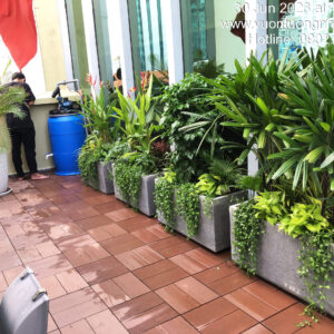 Thi công Cây Ban Công Chậu Đá Mài Giá Rẻ (Combo trọn gói)