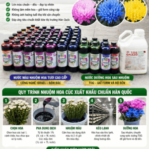 Nhuộm Hoa Cúc Xuất Khẩu Chuẩn Sang Thị Trường Hàn Quốc Tại Đơn Dương Lâm Đồng