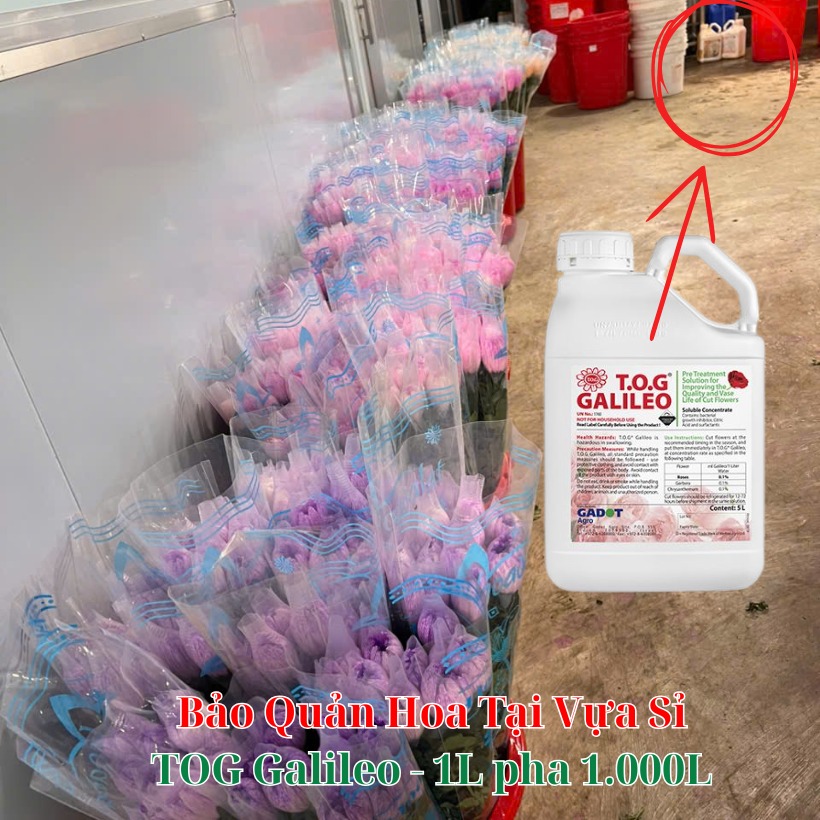 Màu Nhuộm Hoa Cúc Xuất Khẩu Sang Hàn Quốc