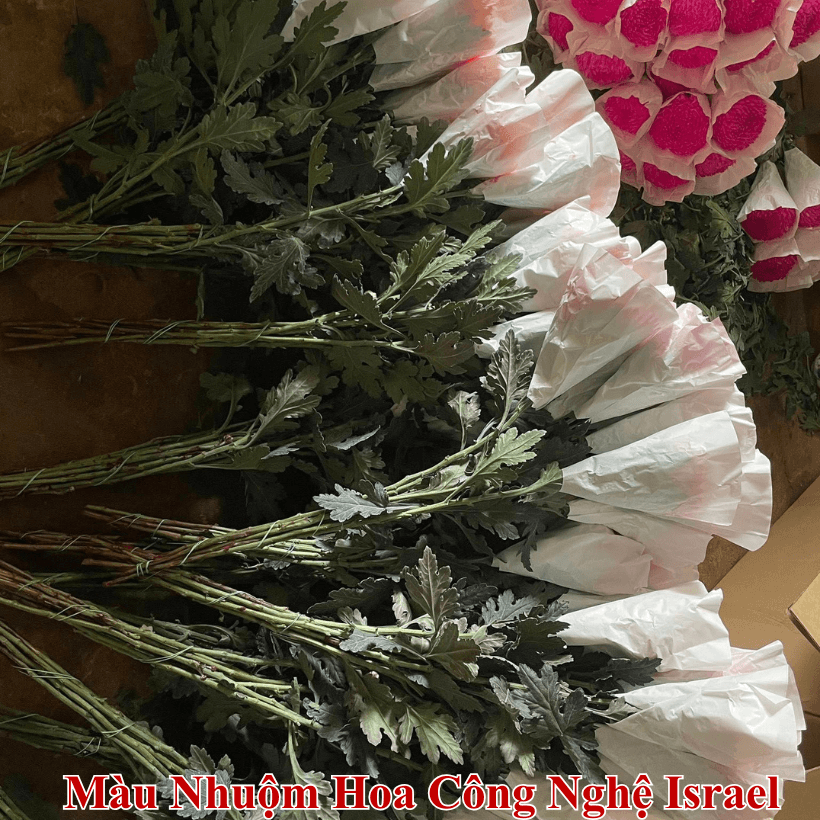 Màu Nhuộm Hoa Cúc Xuất Khẩu Sang Hàn Quốc