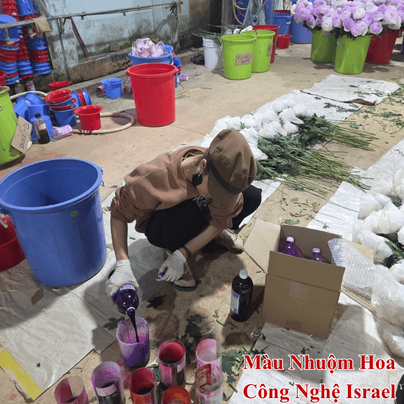 Màu Nhuộm Hoa Cúc Xuất Khẩu Sang Hàn Quốc