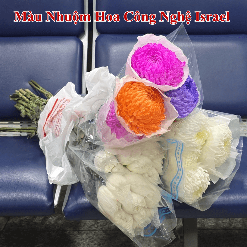 Màu Nhuộm Hoa Cúc Xuất Khẩu Sang Hàn Quốc