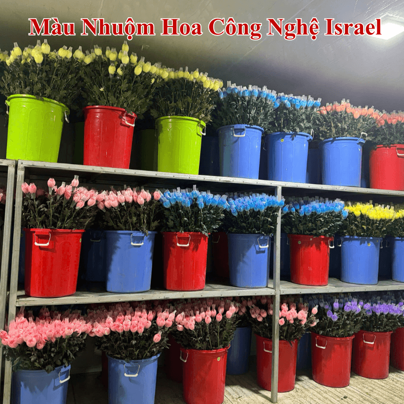 Màu Nhuộm Hoa Cúc Xuất Khẩu Sang Hàn Quốc