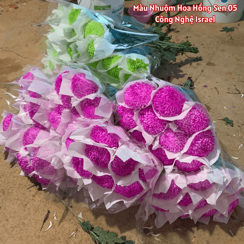 Nước Màu Nhuộm Hoa Cúc Xuất Khẩu Sang Hàn Quốc