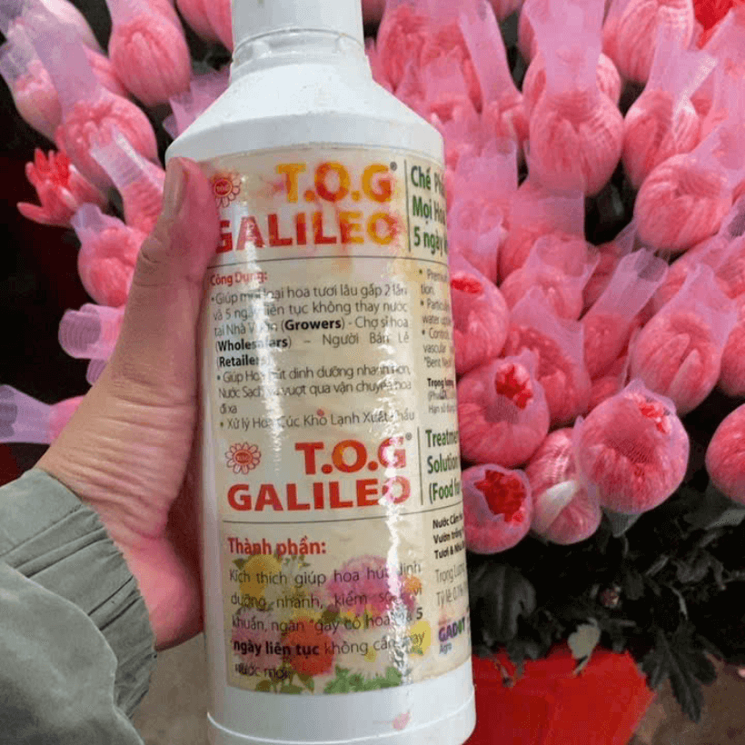 Màu Nhuộm Hoa Cúc Xuất Khẩu Sang Hàn Quốc