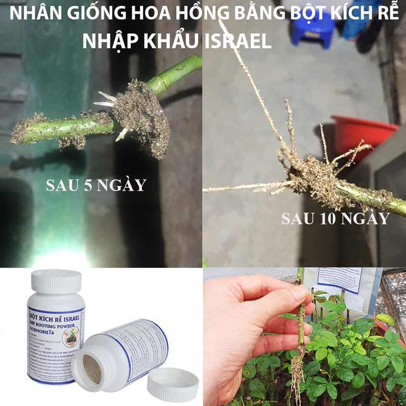 Bột Kích Rễ Cây Thân Gỗ Hormoril T6 Israel
