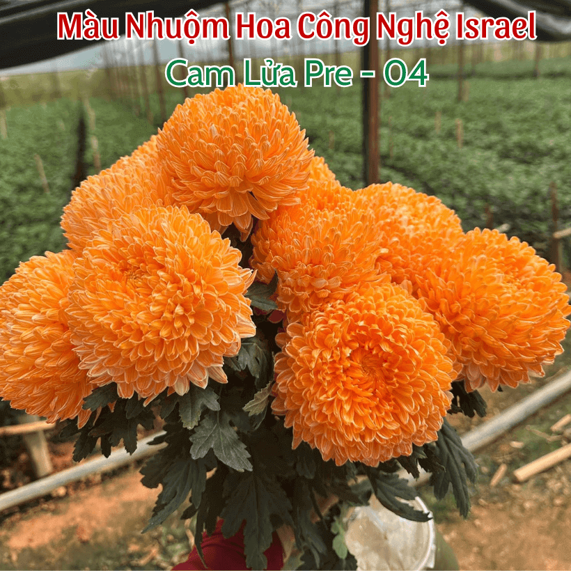 Bột Nhuộm Màu Hoa Tươi Premium Color 500gr