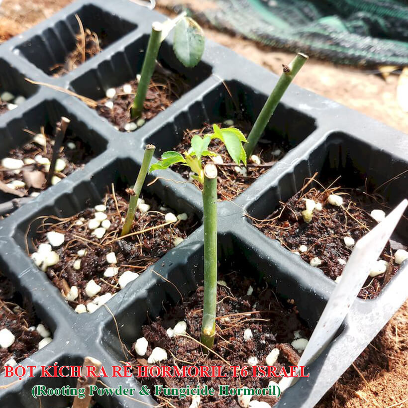 Bột Kích Rễ Thân Gỗ Hormoril T6 (Có Trị Nấm) Nhập Khẩu Israel