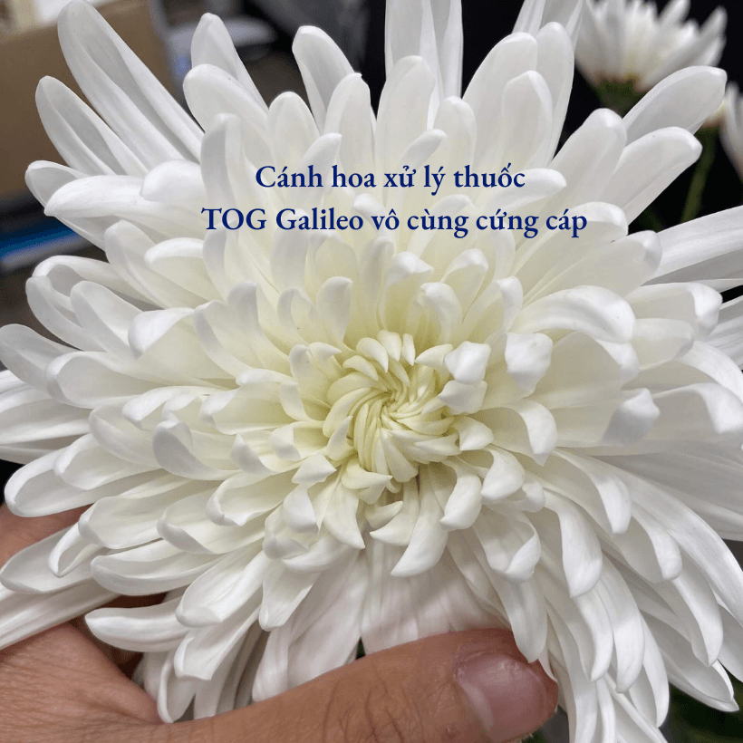 Nước Dưỡng Hoa TOG Galileo Nhập Khẩu Israel