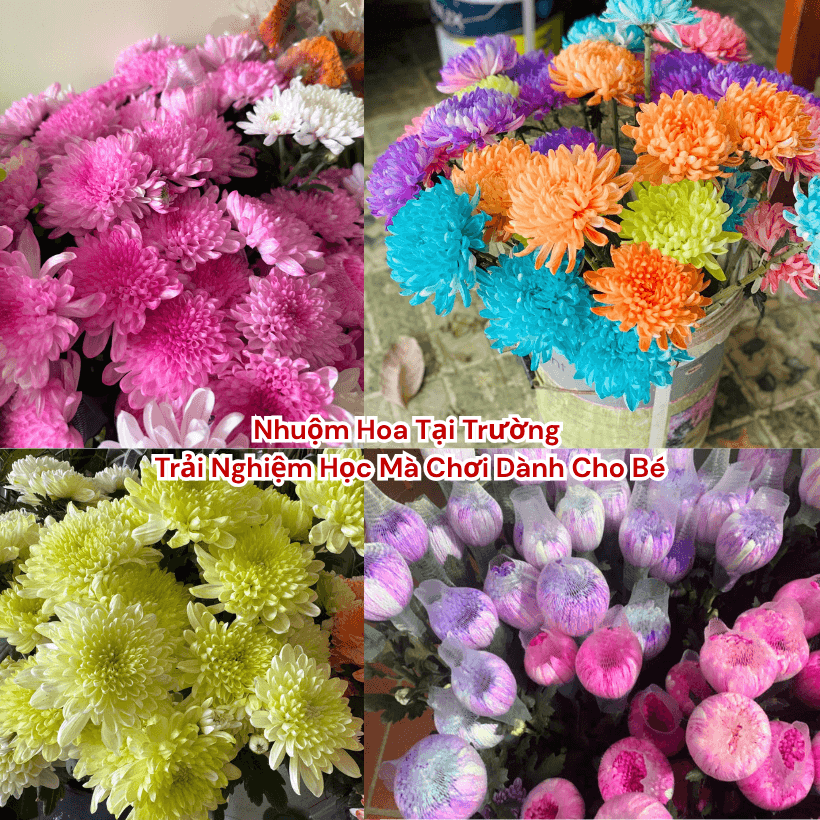 Nước Màu Nhuộm Hoa Tươi Cho Học Sinh
