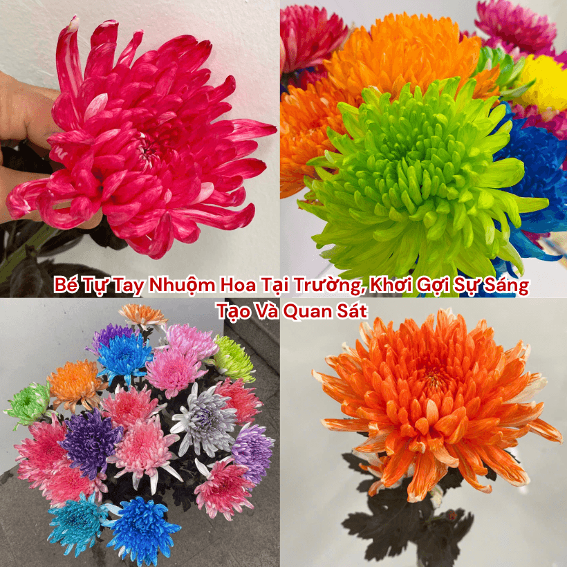 Hoa cúc hấp thụ nhiều màu khác nhau, tạo hiệu ứng chuyển màu tự nhiên và đẹp mắt.