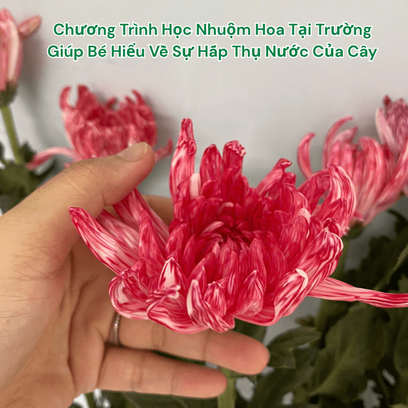Nước Màu Nhuộm Hoa Tươi Cho Học Sinh