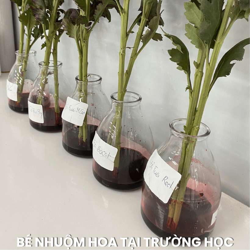 Nước Màu Nhuộm Hoa Tươi Cho Học Sinh