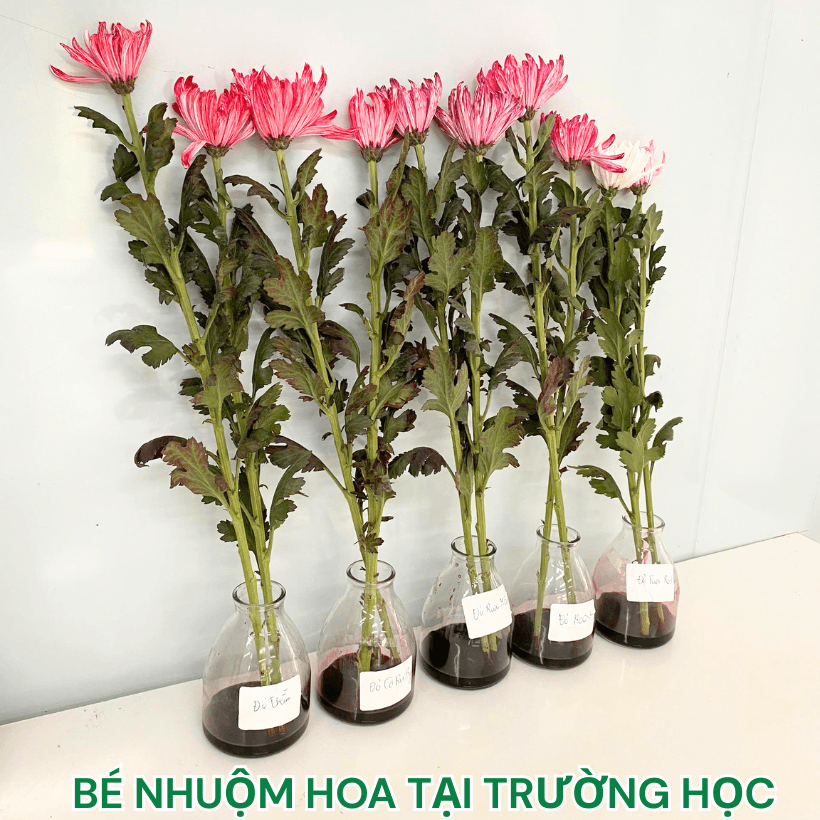 Nước Màu Nhuộm Hoa Tươi Cho Học Sinh