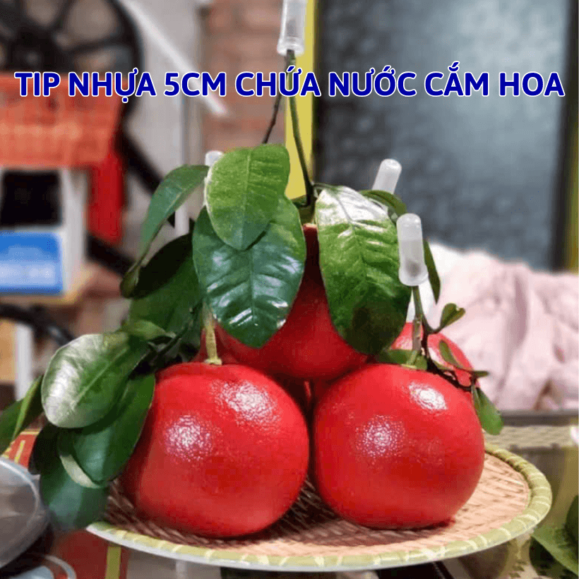 Ống Típ Nhựa Chứa Nước Giúp Cành Bưởi Tươi Lâu Khi Vận Chuyển Đi Xa