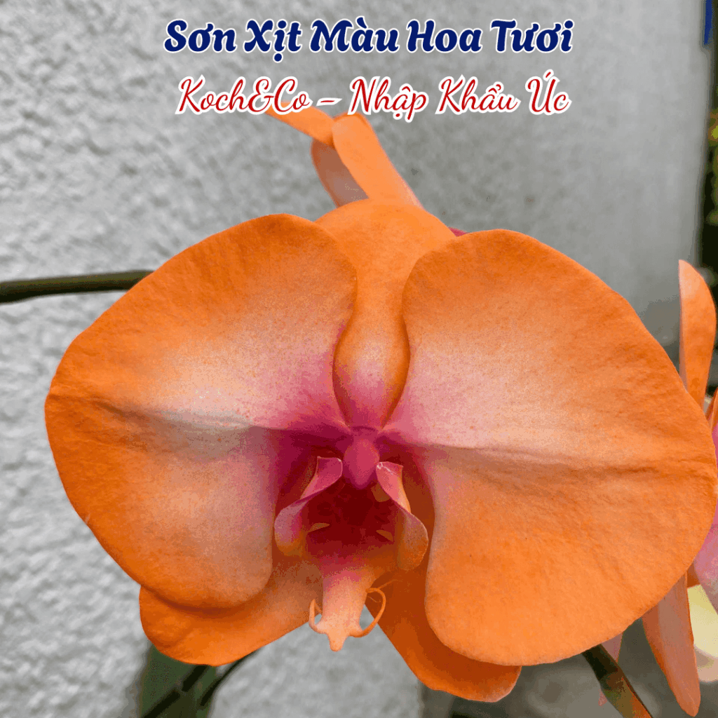 Sơn Xịt Hoa Úc Màu Cam Tươi Orange 2503