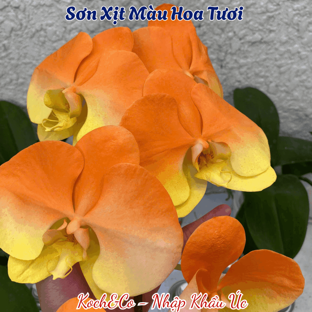 Sơn Xịt Hoa Úc Màu Cam Tươi Orange 2503