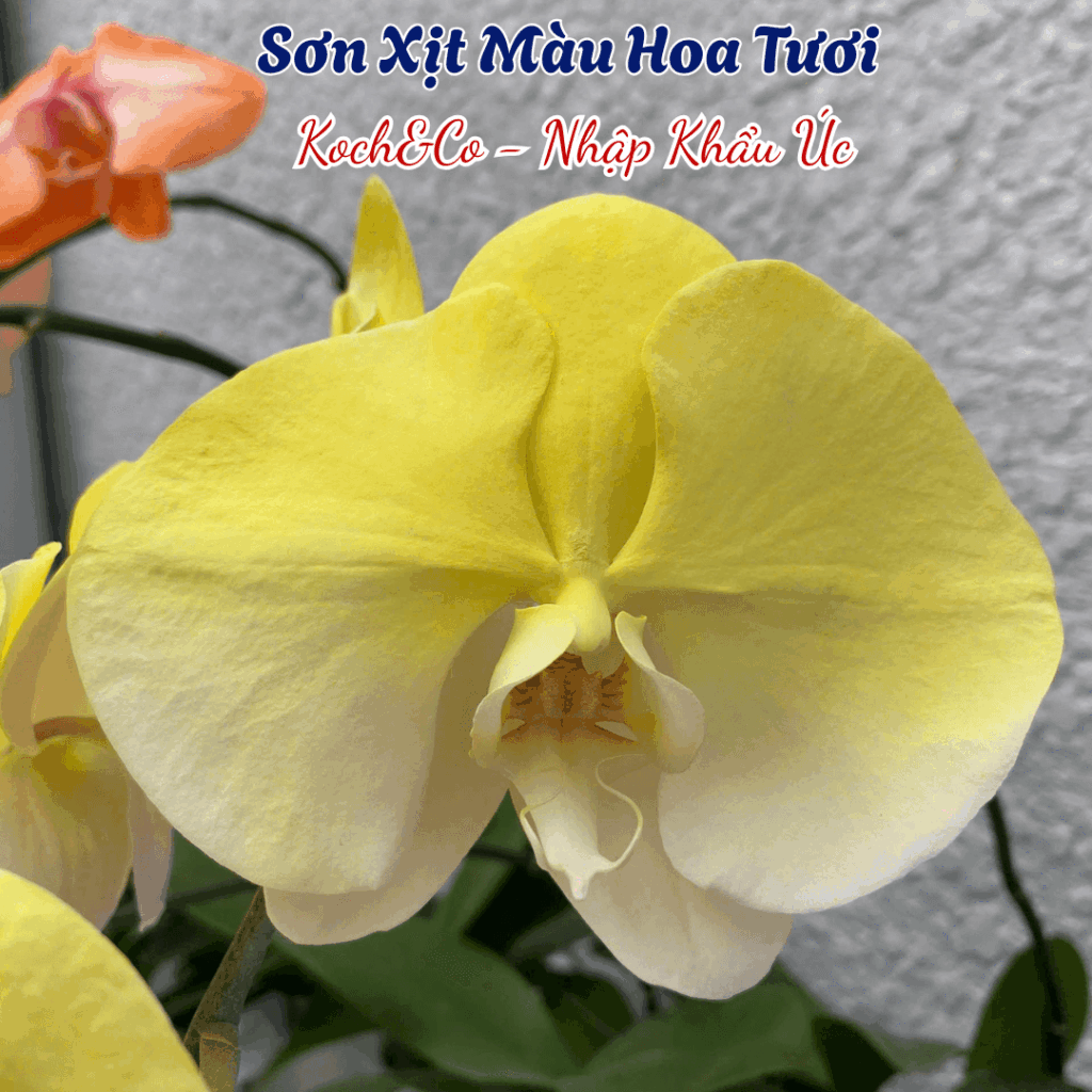 Sơn Xịt Hoa Tươi Úc Màu Vàng Chanh Yellow 2502