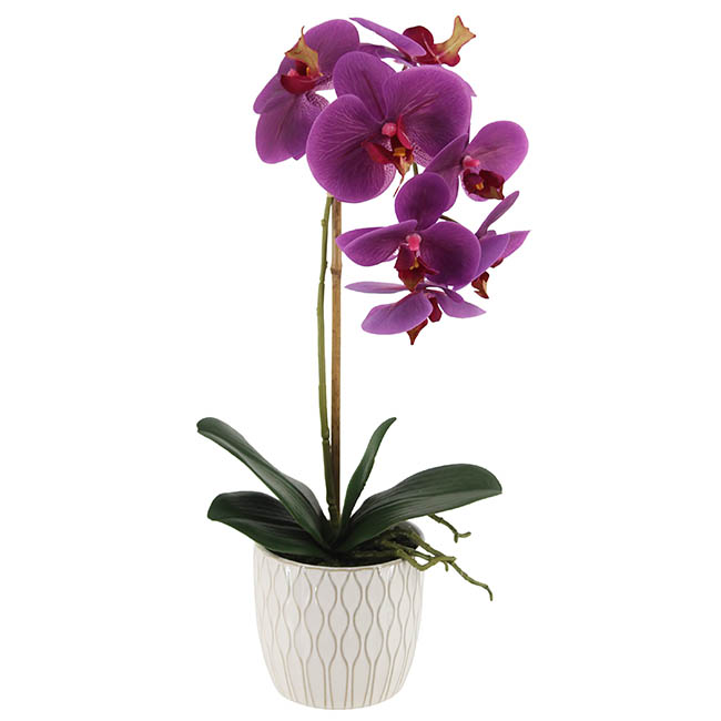 Sơn Xịt Hoa Tươi Úc Màu Tím Đậm Purple 2517