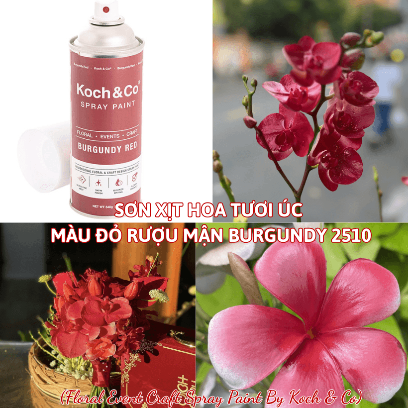 Sơn Xịt Hoa Tươi Úc Màu Đỏ Rượu Mận Burgundy Red