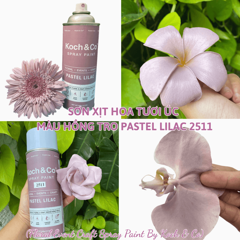 Sơn Xịt Hoa Tươi Úc Màu Hồng Tro Pastel Lilac 2511 Koch & Co