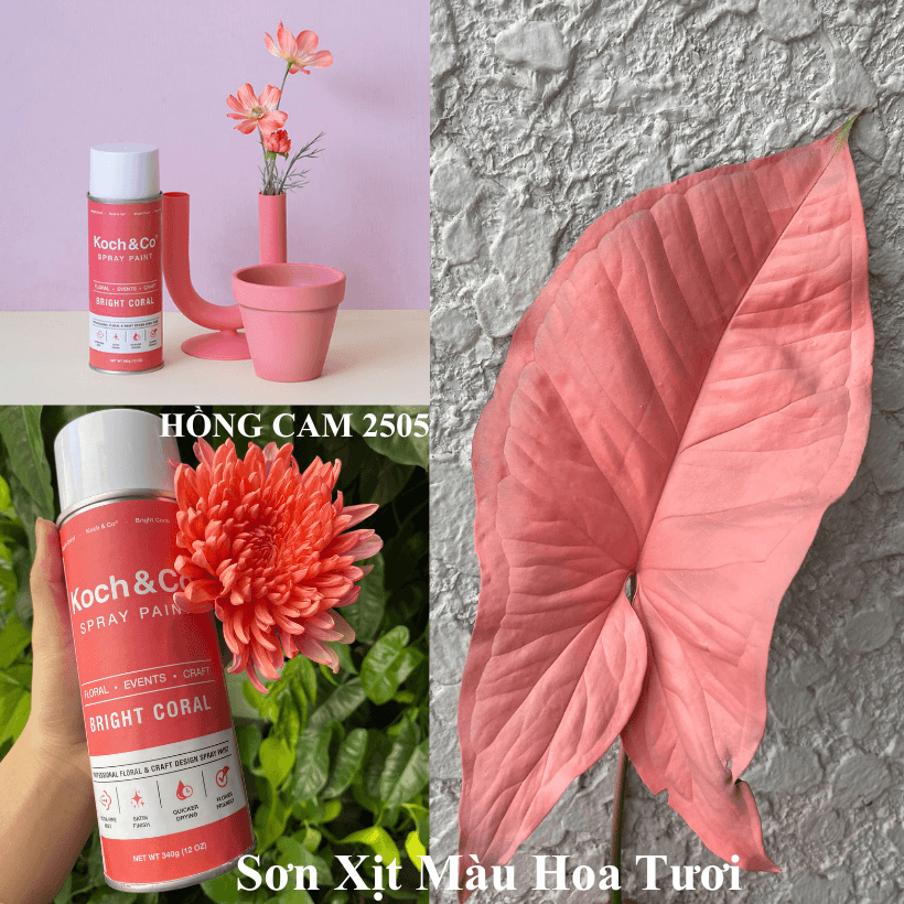 Sơn Xịt Hoa Tươi Úc Màu Hồng Cam Bright Coral