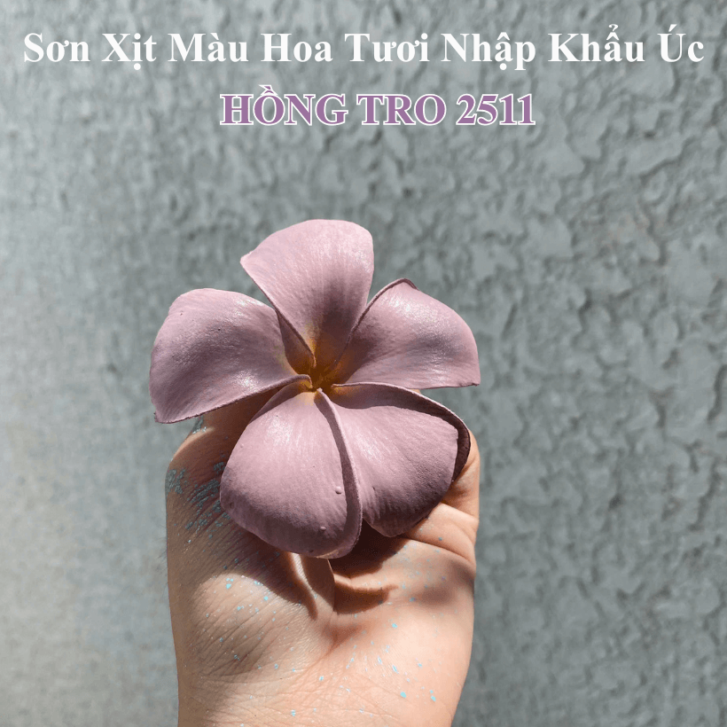 Sơn Xịt Hoa Tươi Úc Màu Hồng Tro Pastel Lilac 2511 Koch & Co